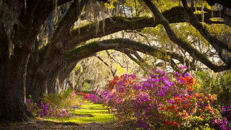 Magnolia Plantation and Gardens wallpaper