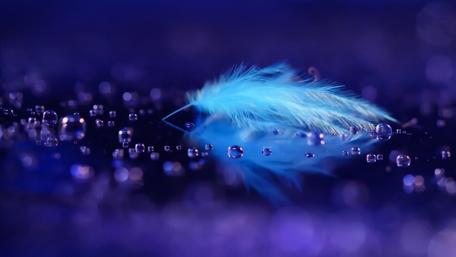 Blue feather wallpaper