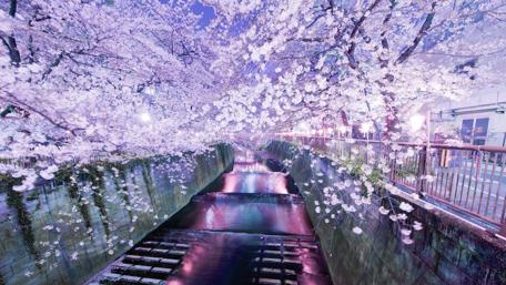 Cherry blossom above river wallpaper