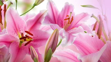 Pink Lilies macro wallpaper
