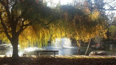 Autumn Serenity in a Tranquil Park Scene wallpaper