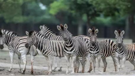 Zebras wallpaper
