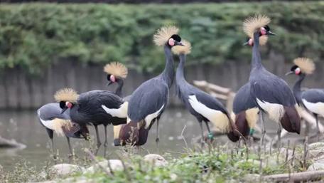 Black Crowned Cranes wallpaper