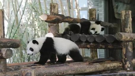 Playful Pandas in Their Natural Habitat wallpaper