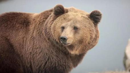 Majestic Grizzly Bear Portrait wallpaper