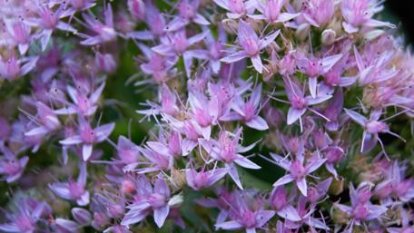 Pink flowers wallpaper