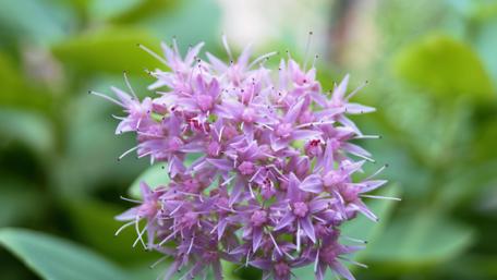 Pink flower macro photography wallpaper