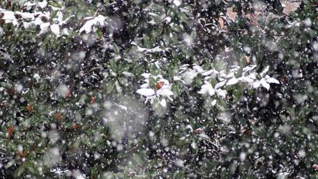 Snowing in the garden wallpaper