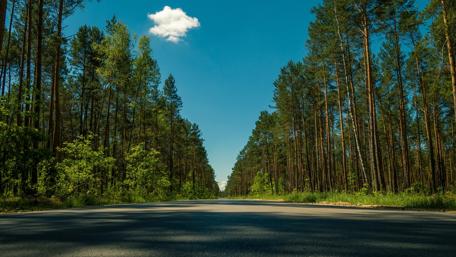 Endless road in the forest wallpaper