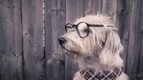 Funny dog in eyewear wallpaper