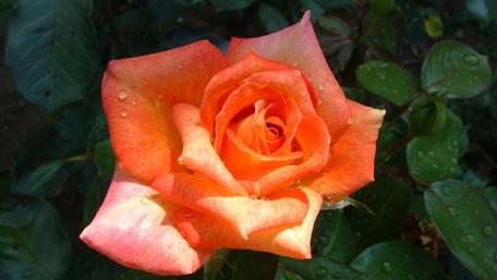 Vibrant Orange Rose Blossom Displaying Nature's Beauty wallpaper