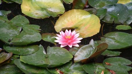 Graceful Waterlily on Serene Pond Surface wallpaper