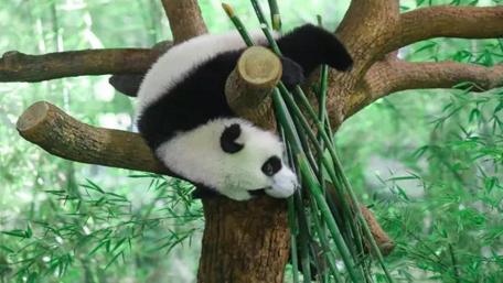 Charming Panda Relaxing in a Tree wallpaper