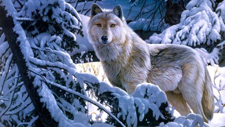 Wolf - Fantasy art wallpaper