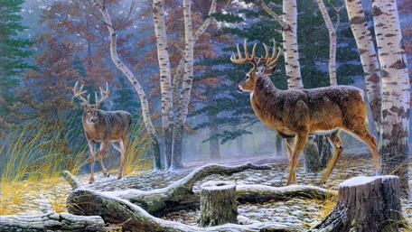 Stages in the forest wallpaper