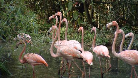Elegant Flamingos in a Serene Habitat wallpaper