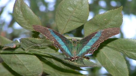 Majestic Butterfly Perched on Green Leaves wallpaper
