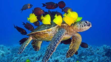 Sea Turtle and yellw fishes wallpaper