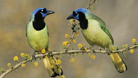 Bird couple wallpaper