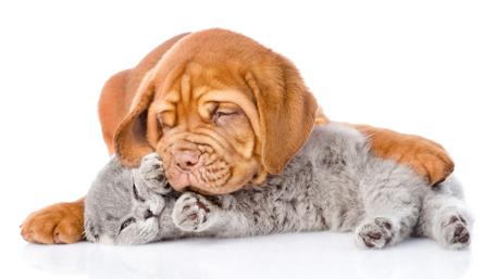 Bordeaux puppy wallpaper