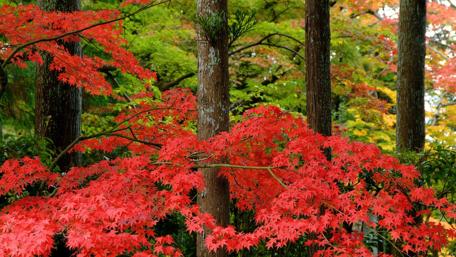 Autumn leaf color wallpaper