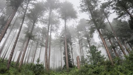 Misty forest in Pakistan ☁️☁️ wallpaper