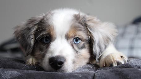 Cutest Border Collie puppy wallpaper