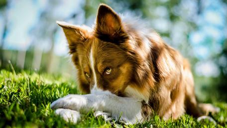 Lovely Border Collie wallpaper