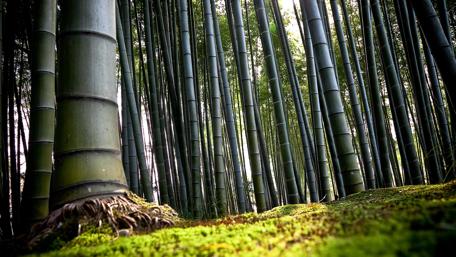 Bamboo forest wallpaper