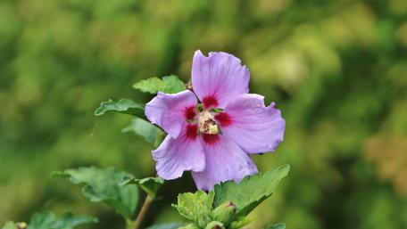 Pink flower photography wallpaper