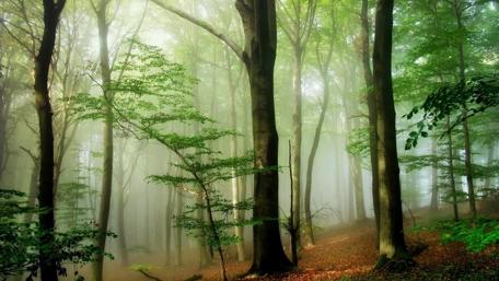 Foggy forest wallpaper