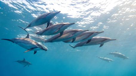 Dolphin pod wallpaper