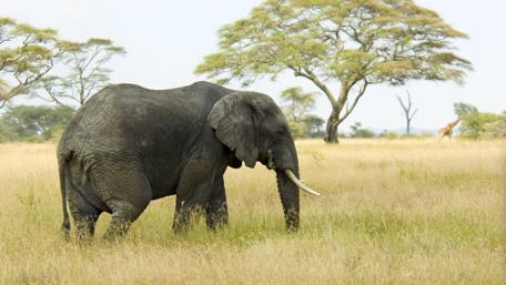 Elephant on savannah wallpaper