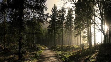 Sun shines through the pine trees ☀️ wallpaper