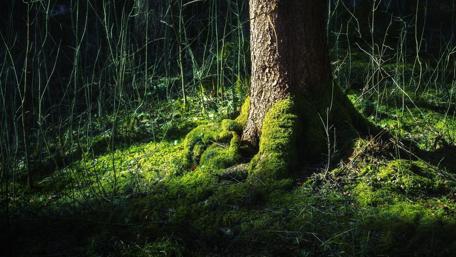 Mossy tree trunk wallpaper
