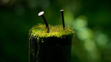Mossy macro photography wallpaper