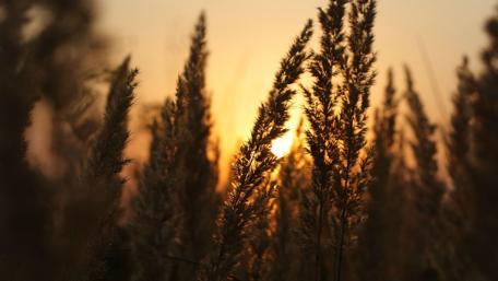 Sunset in the field wallpaper