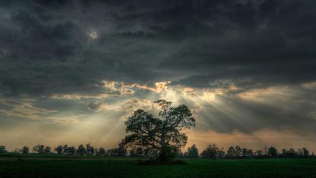 Lone tree in the field wallpaper