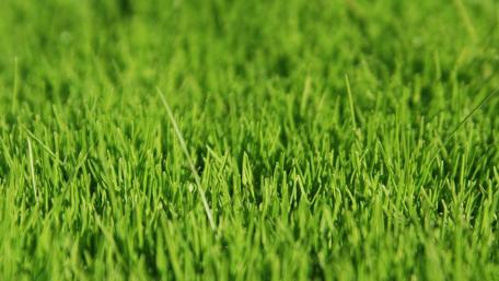 Lush Green Grass Field Wallpaper wallpaper