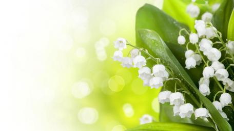 Lily of the valley wallpaper