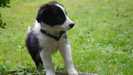 Border Collie puppy wallpaper