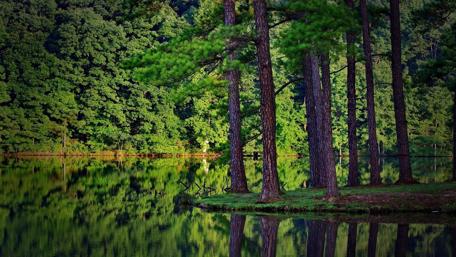 Green pine forest at the lakeside wallpaper