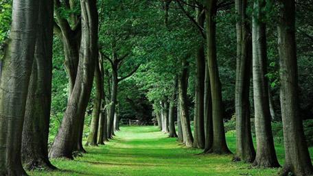 Long tree alley wallpaper