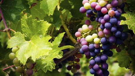 Grapevine wallpaper