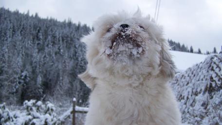 Snow mountain shih tzu wallpaper