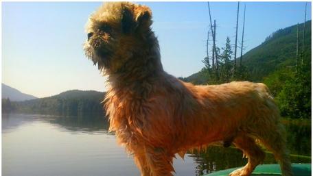 Shih Tzu on the lake wallpaper