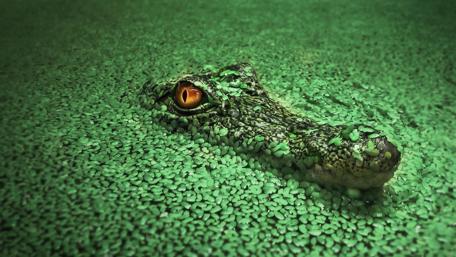 Nile crocodile wallpaper