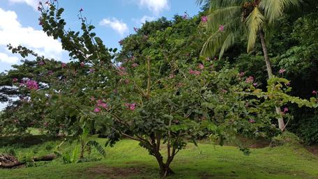 Flowering tree in nature wallpaper
