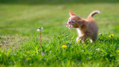 Cute cat wallpaper
