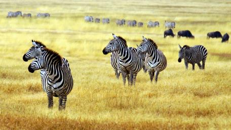 Zebras in Arusha National Park wallpaper